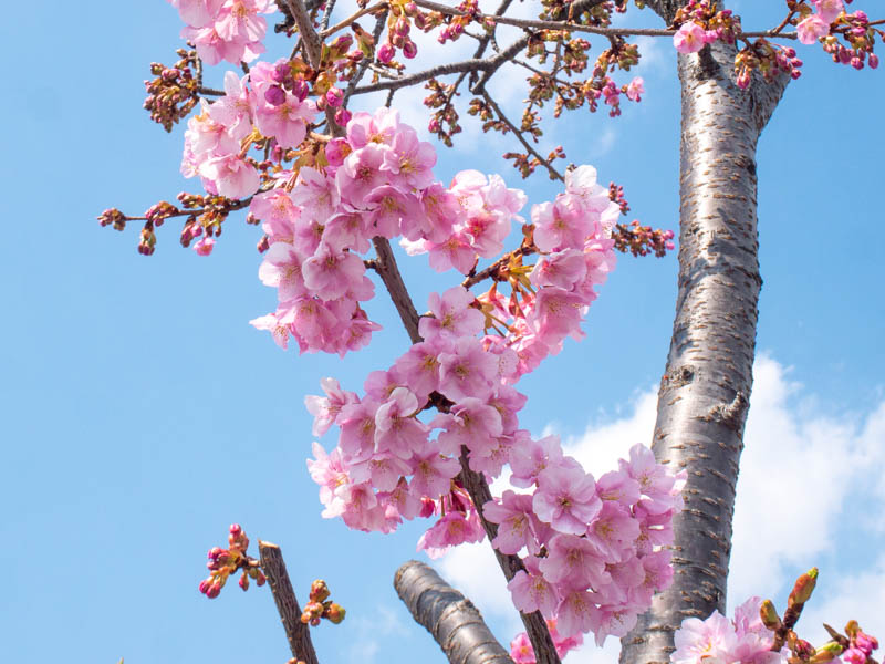 てる 桜 咲い 小糸川の桜は、今どうなってる？早咲き桜は、咲いてるのか？見てきた