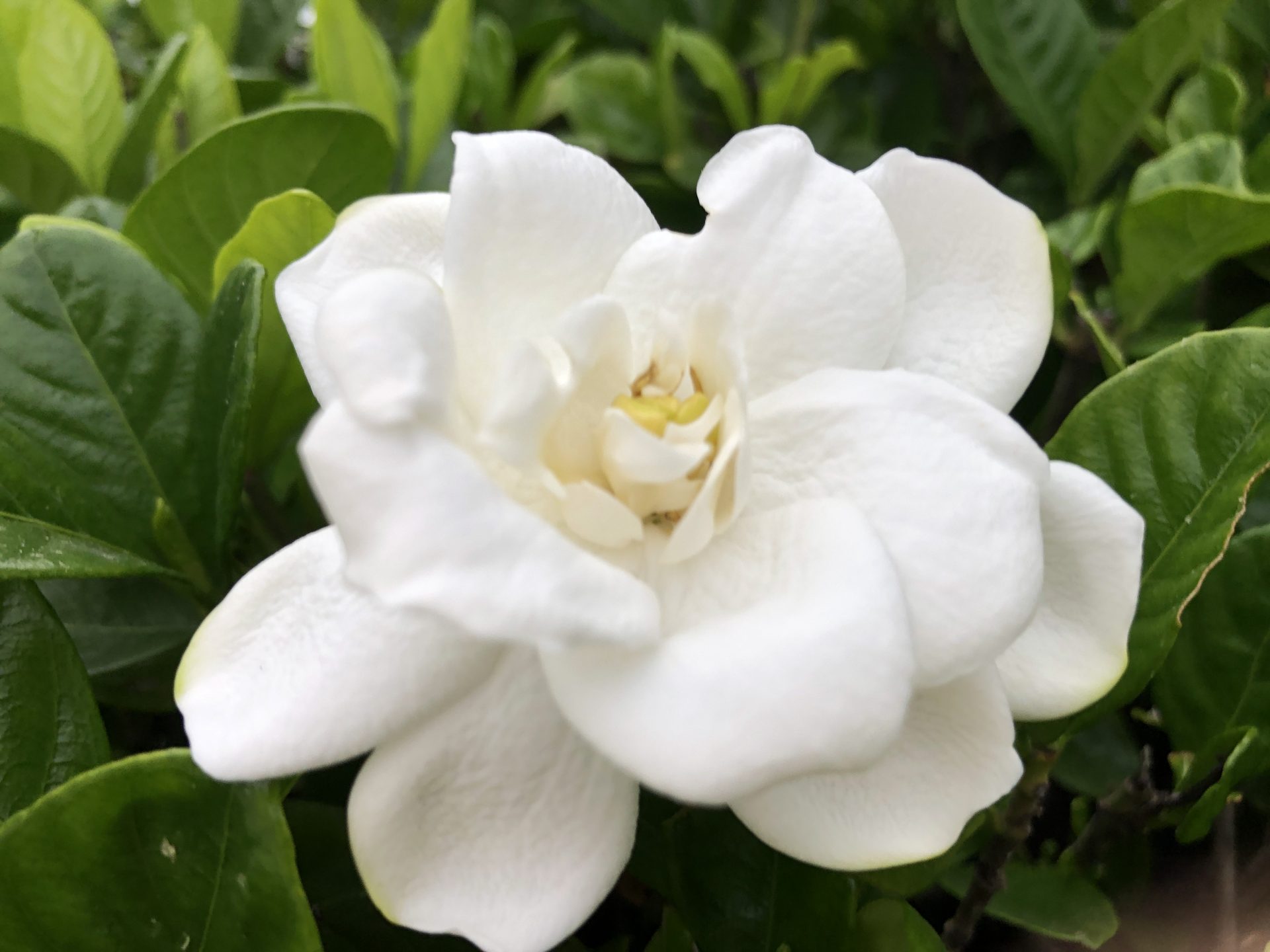 黒原旭町公園に咲くクチナシの花。辺りは甘い香りに包まれていたみたい【寝屋川フォト】 - 寝屋川つーしん
