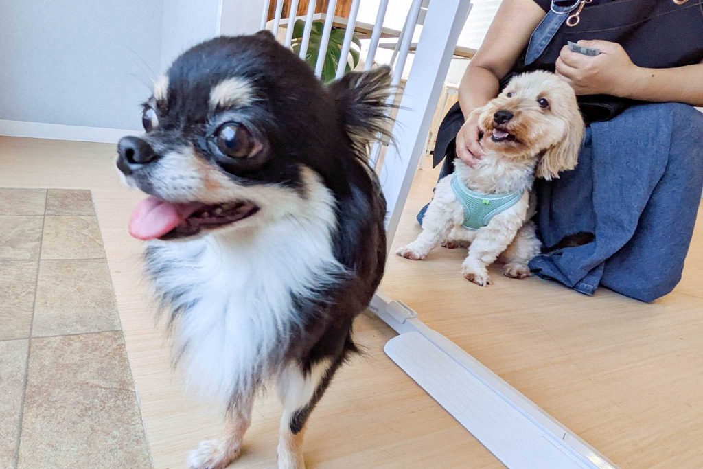 寝屋川市池田本町　DogCafe Spark&Ruby