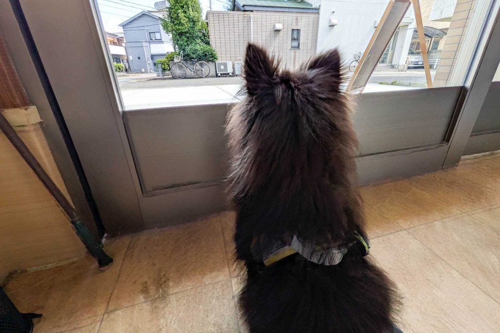 寝屋川市池田本町　DogCafe Spark&Ruby