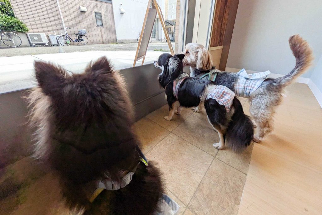 寝屋川市池田本町　DogCafe Spark&Ruby
