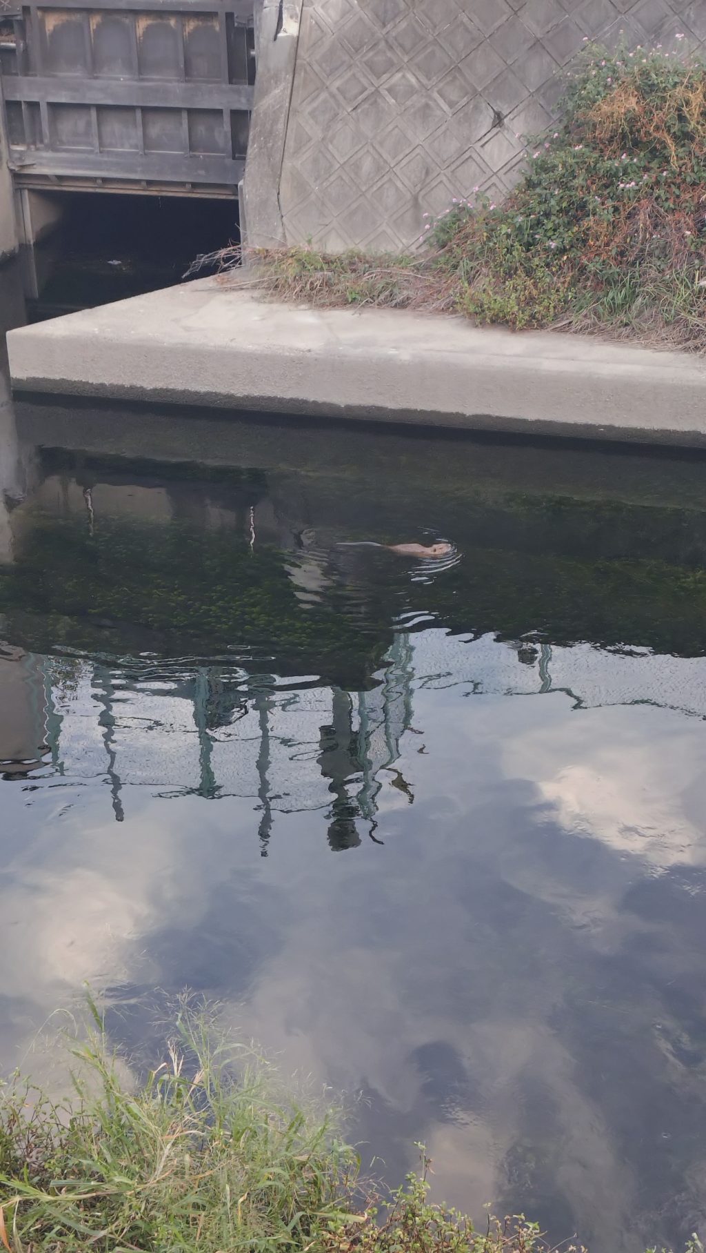 寝屋川車庫近くの川　野生動物