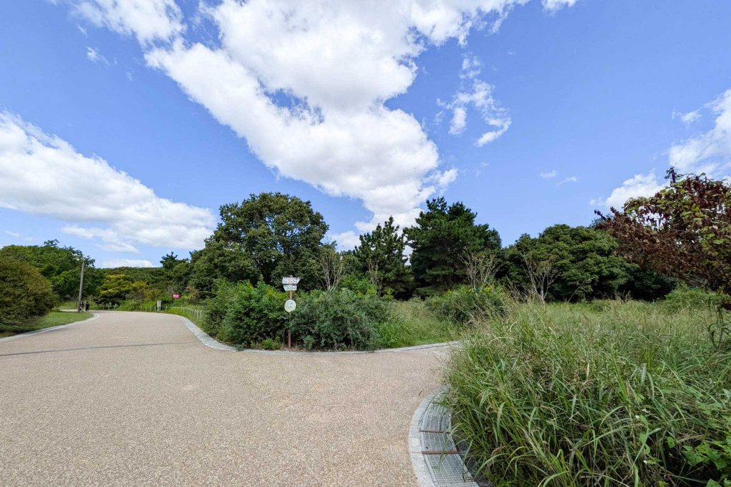 大東市深野北 寝屋川市河北中町 深北緑地 サクラの園