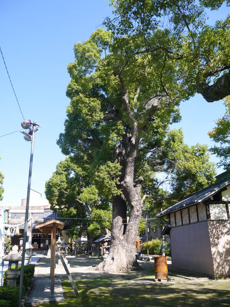 神田天満宮クスノキ2020年10月-11