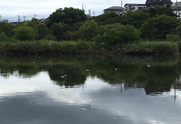 打上川治水緑地で見つかった魚の死骸2