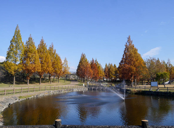 打上川治水緑地 紅葉 2020年12月-1