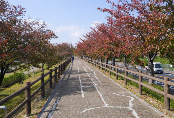 打上川治水緑地の紅葉 2020年10月-3