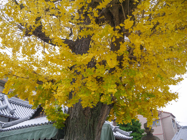 住吉神社 イチョウ2020年12月-5