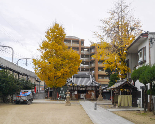 住吉神社 イチョウ2020年12月-3