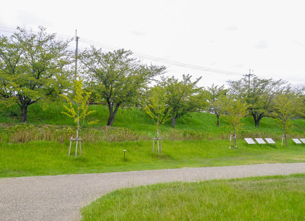 打上川治水緑地 桜並木 2020年9月-4