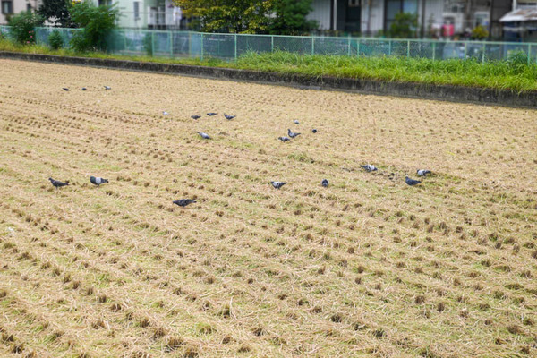 御幸東町 田んぼ2020年10月-4