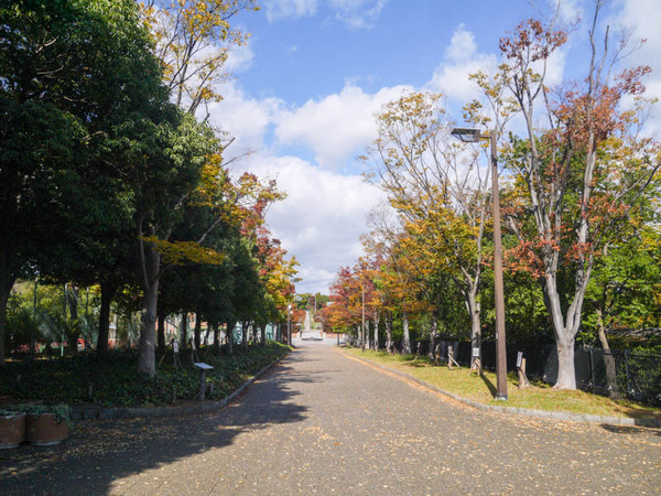 寝屋川公園　紅葉2020年11月-10