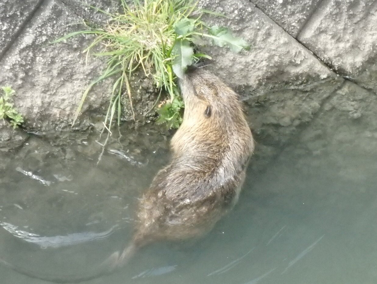 石津南町の用水路で目撃されたヌートリア 草を食べたり泳いだりしてた 寝屋川つーしん