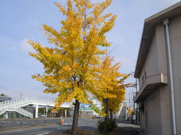 仁和寺本町 イチョウ並木 2020年11月-6