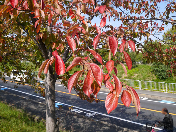 打上川治水緑地の紅葉 2020年10月-4