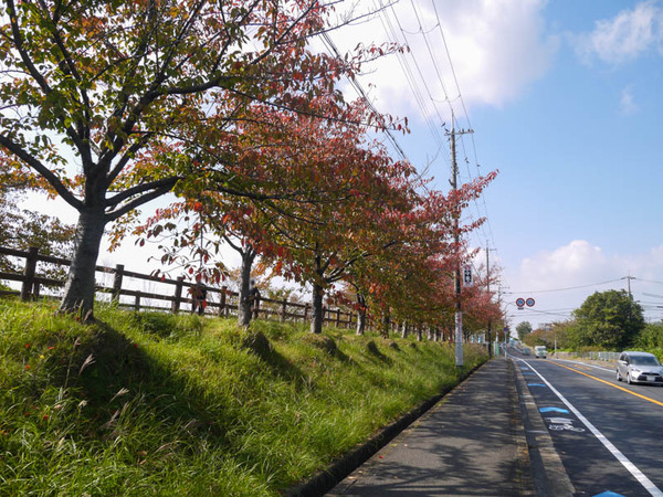 打上川治水緑地の紅葉 2020年10月-5