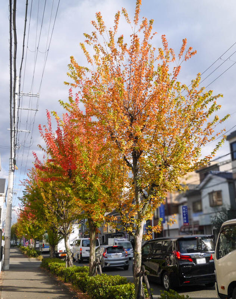 高宮新町の紅葉2020年11月-3