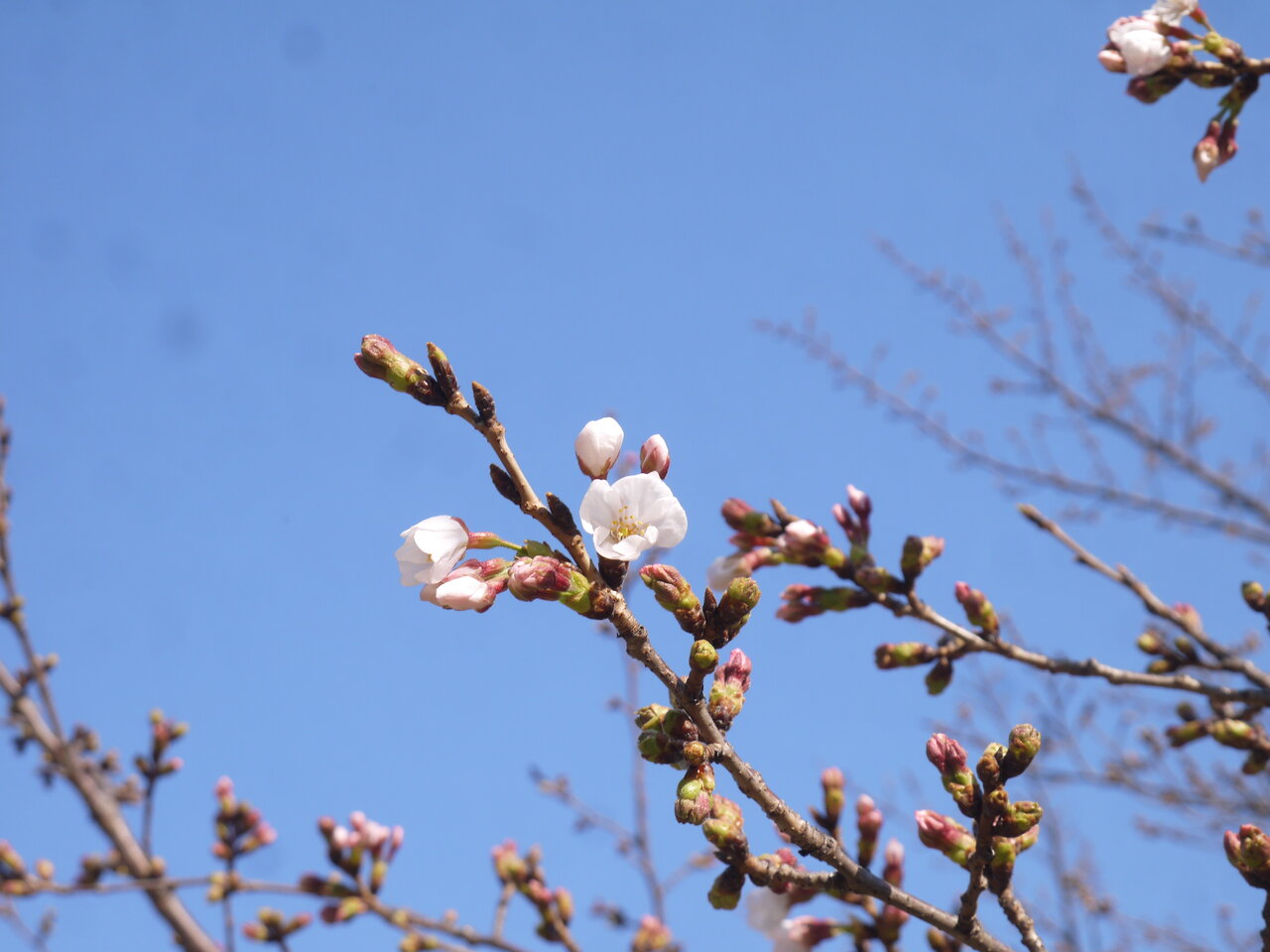 香里園駅周辺の桜が開花 桜の枝にピンク色の花がチラホラ 寝屋川つーしん