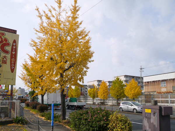 仁和寺本町 イチョウ並木 2020年11月-5