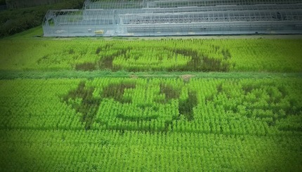 田んぼアート