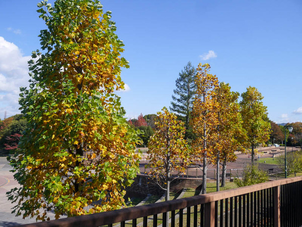 寝屋川公園　紅葉2020年11月-7