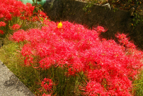 成田山境橋口　彼岸花-3