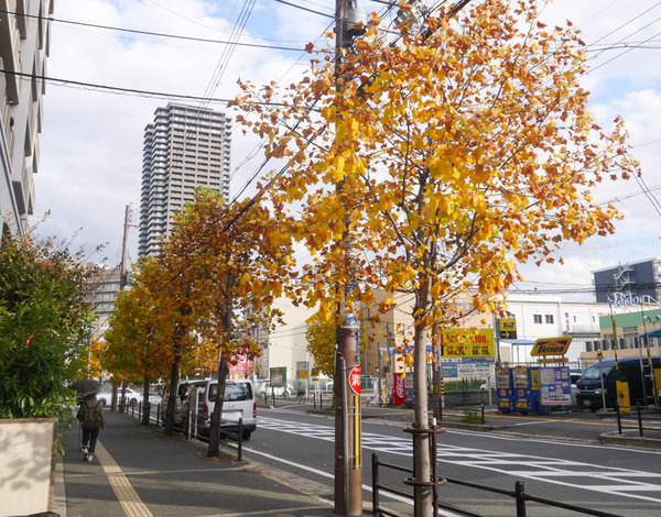 香里園ユリノキ 2020年11月-3