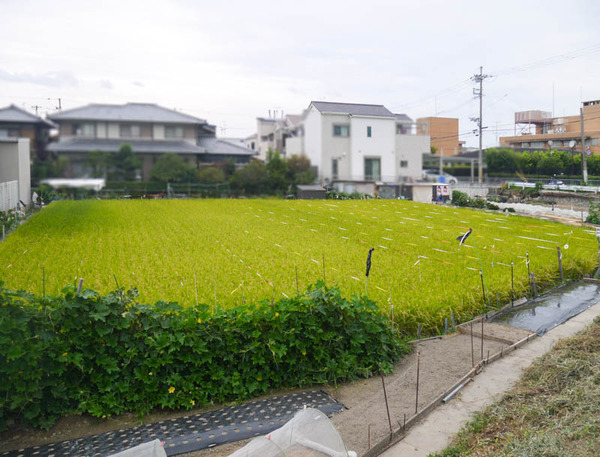 中神田町の田んぼ-3