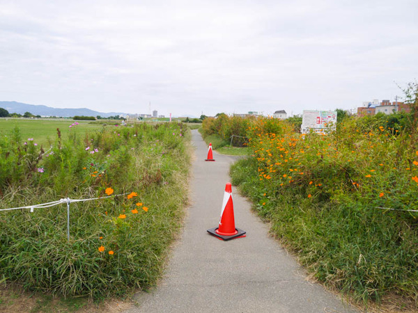 コスモス太間公園 2020年10月-9