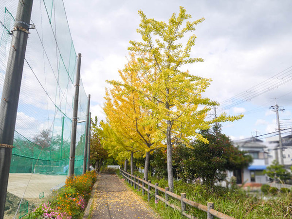 太秦2号公園 紅葉2020年11月-2