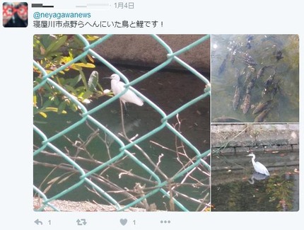 点野にいた鳥と鯉