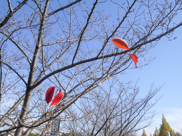 打上川治水緑地 紅葉 2020年12月-4