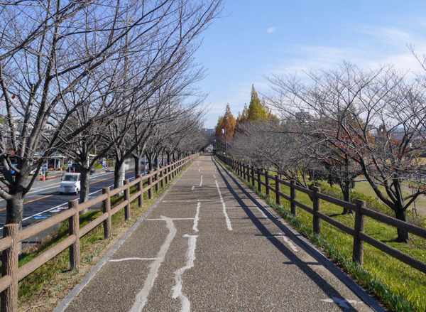 打上川治水緑地 紅葉 2020年12月-9