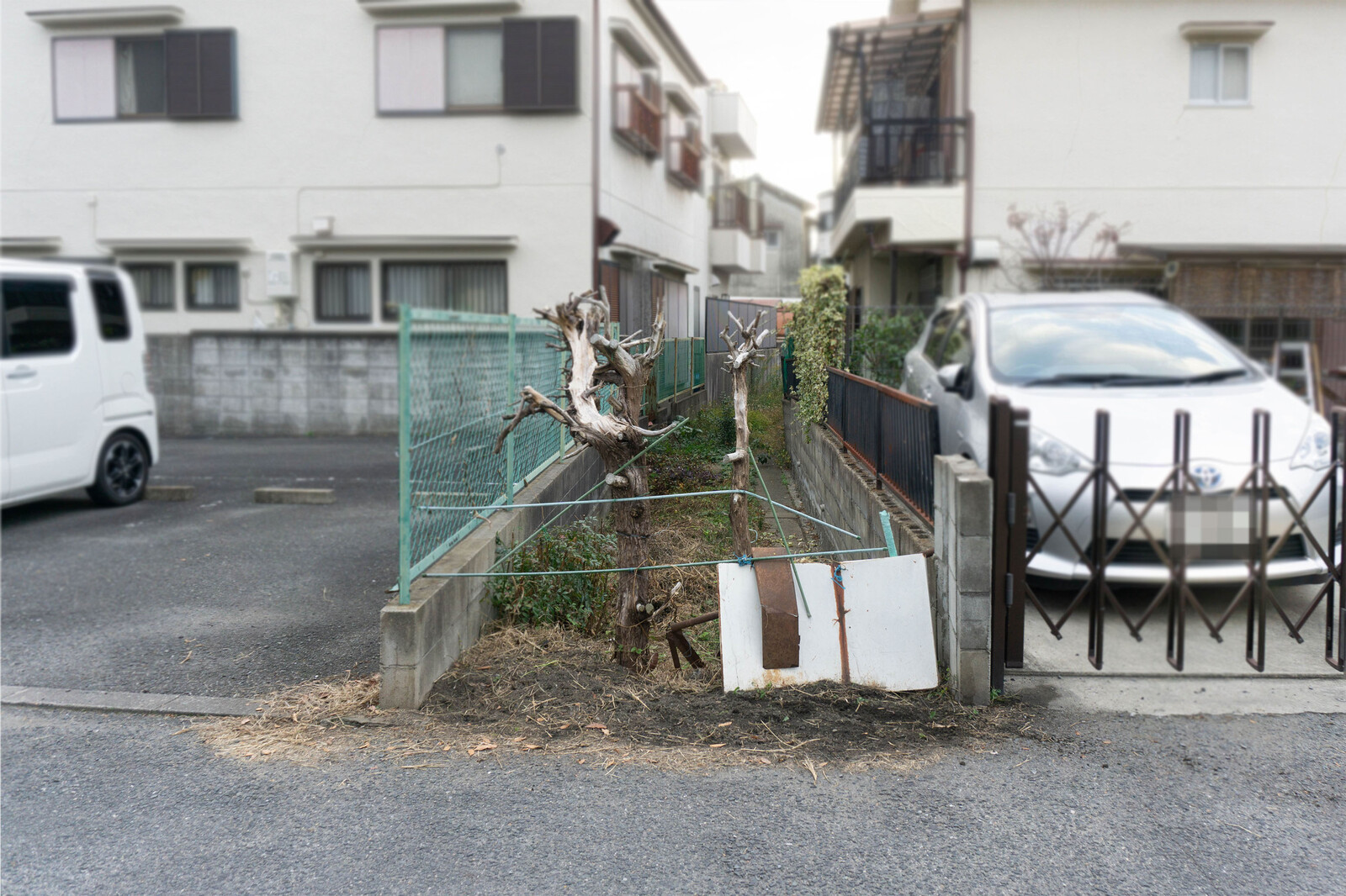 錦町で いあいぎり で切れそうな木を見つけた 寝屋川珍百景 寝屋川つーしん