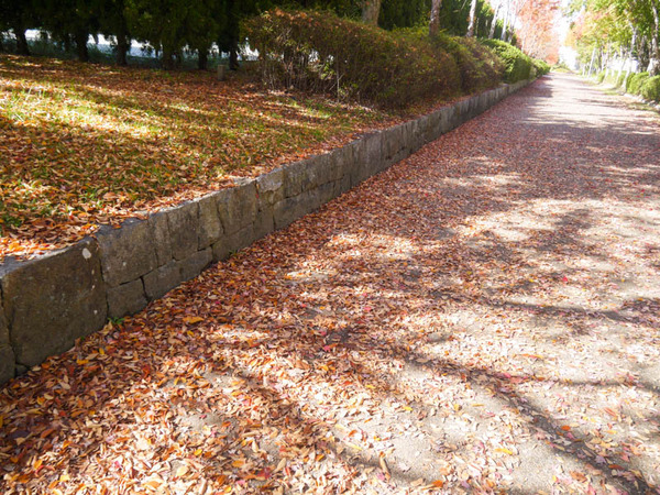 寝屋川公園　紅葉2020年11月-2