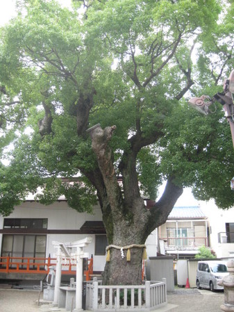 八坂神社33