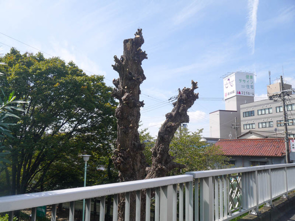 桜木町の木 剪定 2020年9月-1