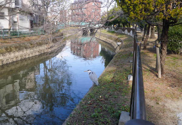 桜木町サギ2021年1月-3