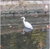 点野の用水路にいた鳥