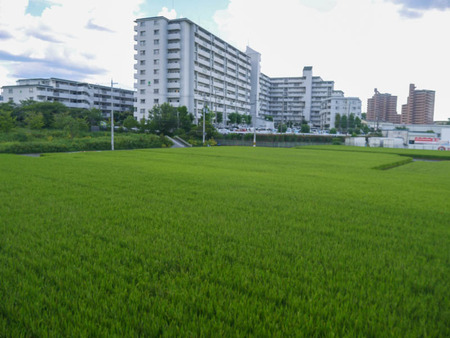 寝屋南　田んぼ-4