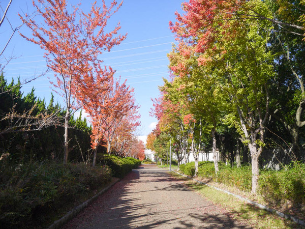 寝屋川公園　紅葉2020年11月-4