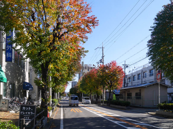 豊能町 ナンキンハゼ 紅葉2020年11月-1