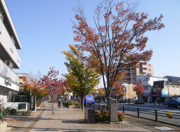 初本町公園 紅葉2020年11月-1