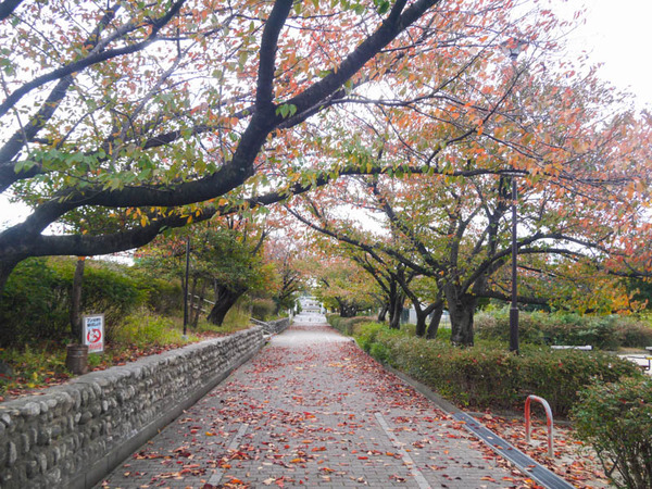 太秦2号公園 紅葉2020年11月-5