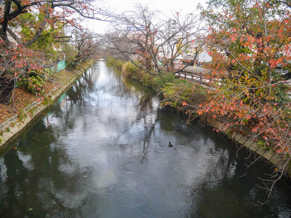 点野の用水路 カモ2020年12月-1