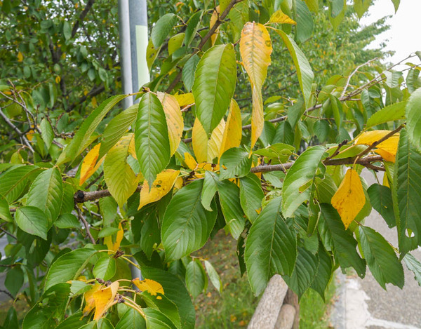 打上川治水緑地 桜並木 2020年9月-3