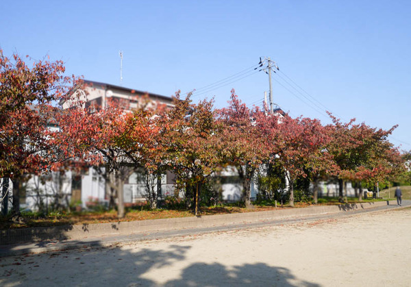 初本町公園 紅葉2020年11月-7