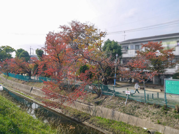 タコ公園 紅葉2020年11月-8