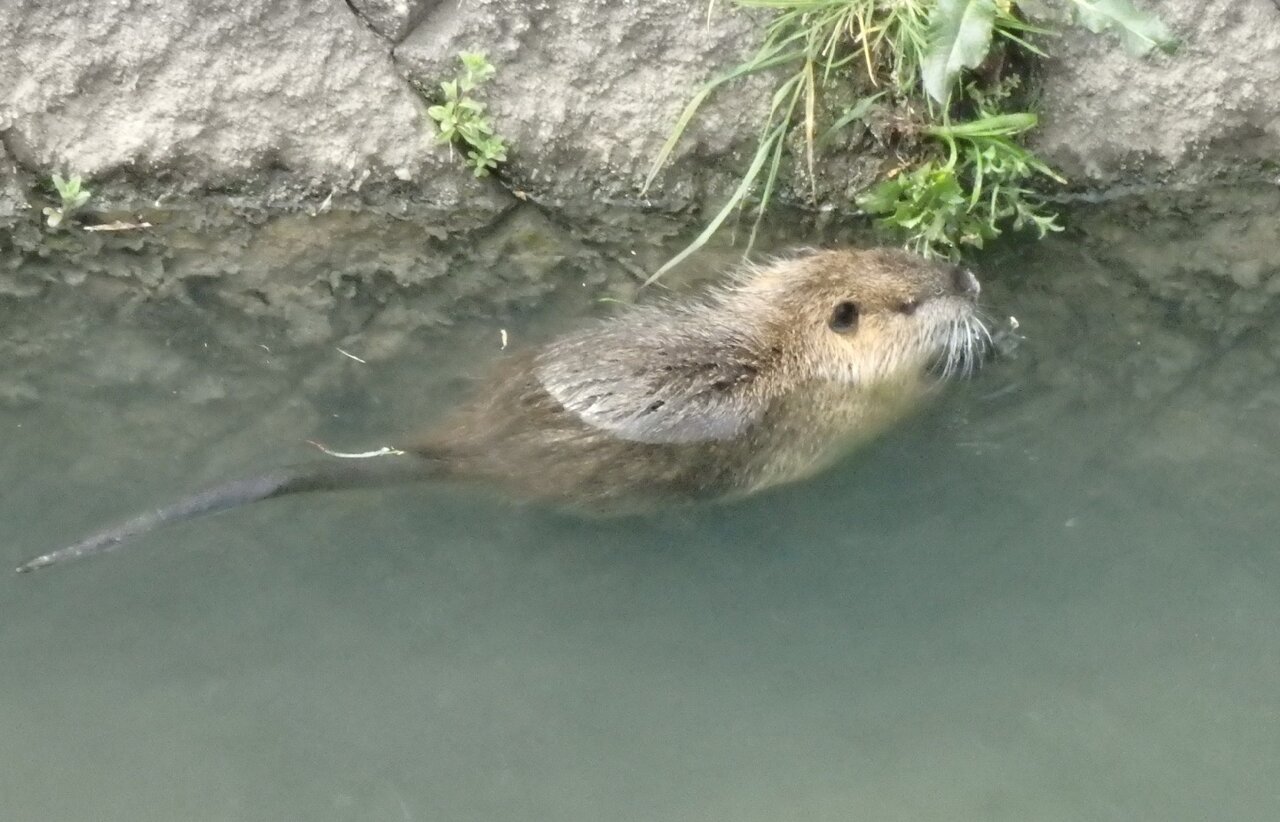 石津南町の用水路で目撃されたヌートリア 草を食べたり泳いだりしてた 寝屋川つーしん