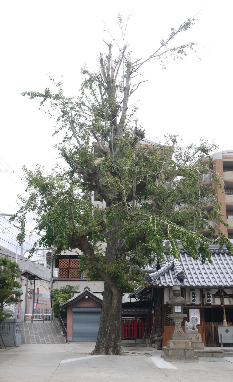 住吉神社のイチョウの木が台風で枝葉が落ちてる それでも260年を超える樹齢は伊達ではなかった 寝屋川つーしん 住吉神社のイチョウの木が台風で枝葉が落ちてる それでも260年を超える樹齢は伊達ではなかった 寝屋川つーしん
